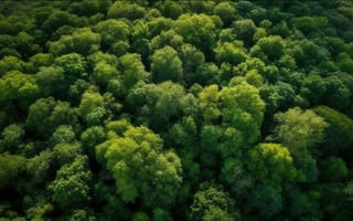 Картинка лес, природа, деревья, зелень, пейзаж, воздух, экология