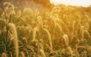 Картинка трава, природа, закат, пейзаж, лето, зеленый, мягкий