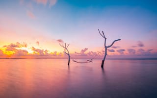 Картинка закат, море, деревья, пейзаж, природа, гладь воды, облака