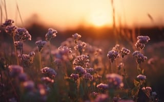 Картинка цветы, закат, природа, пейзаж, лето, красота, мягкий свет
