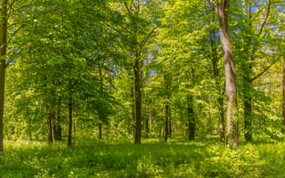 Картинка лес, природа, деревья, зелень, пейзаж, освещение, лето