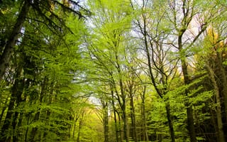 Картинка лес, деревья, природа, зелень, освещение, осень, пейзаж