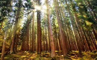 Картинка лес, деревья, природа, свет, освещение, пейзаж, осень