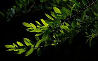 Картинка листья, природа, зелень, темный фон, растения, освещение, фото