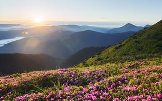 Картинка горы, цветы, закат, природа, пейзаж, лето, красота