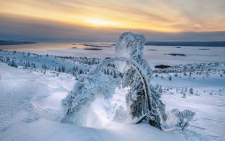 Картинка зима, снег, природа, пейзаж, лед, закат, дерево