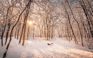 Картинка зима, лес, снег, солнце, природа, пейзаж, деревья, мирный, путь, свет