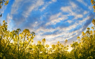 Картинка цветы, небо, пейзаж, природа, жёлтый, облака, лето