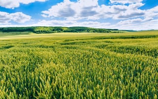 Картинка пейзаж, поля, небо, облака, зеленый, природа, сельское