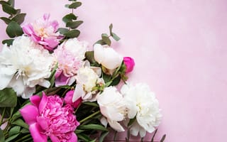 Картинка цветы, пионы, розовый, фоновое изображение, природа, декор, красота