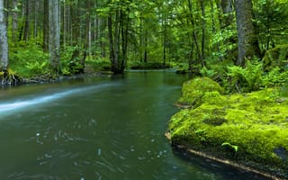 Картинка река, лес, природа, мох, деревья, вода, пейзаж, зелень, тишина, отдых
