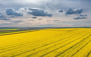 Картинка пейзаж, желтые поля, небо, облака, природа, сельское, лето