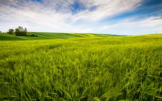 Картинка пейзаж, поля, зелень, небо, природа, лето, трава