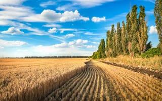 Картинка пейзаж, поля, небо, зерно, природа, деревья, лето, сельское, солнце, облака