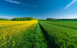 Картинка пейзаж, природа, поля, жёлтый, зелёный, небо, лето