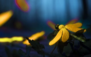 Картинка стрекоза, природа, фото, обои, жизнь, цвета, ночь