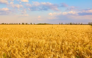 Картинка пейзаж, поля, пшеница, небо, облака, лето, природа, сельское, золотистый, солнце