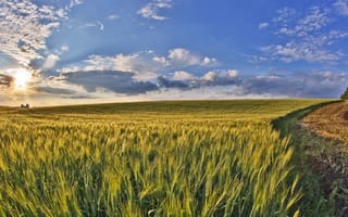 Картинка пейзаж, поле, небо, солнечный, зерно, природа, лето