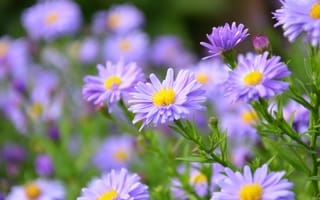 Картинка цветы, астры, природа, фиолетовый, лето, сад, красота