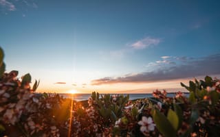 Картинка закат, природа, море, цветы, небо, пейзаж, солнце