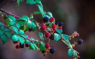 Картинка малина, ягоды, растение, природа, зелень, фрукты, лето