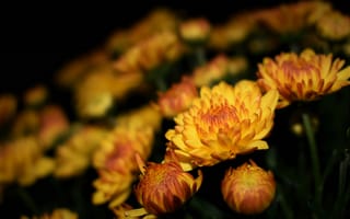 Картинка цветы, желтые, природа, растения, красота, фото, обои