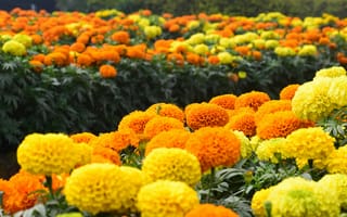 Картинка цветы, маргаритки, природа, яркие, сад, осень, пейзаж