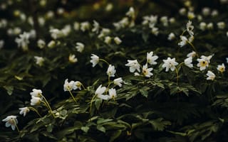 Картинка цветы, природа, зелень, белые цветы, ландшафт, освежающий, красота