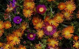 Картинка цветы, природа, яркие, растения, сад, лето, красота