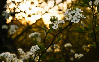 Картинка цветы, природа, закат, весна, дерево, бokeh, красота