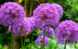 Картинка цветы, фиолетовый, природа, сад, растения, красота, лето