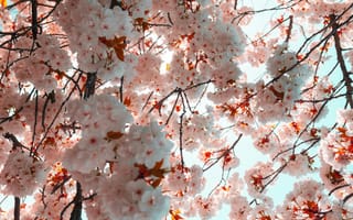 Картинка цветы, вишня, природа, весна, пейзаж, красота, деревья