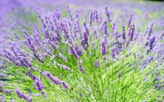 Картинка лаванда, цветы, поля, природа, фиолетовый, лето, ландшафт