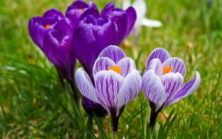 Картинка цветы, крокусы, природа, весна, зелень, пейзаж, красота