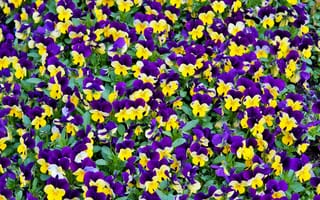 Картинка цветы, фиалки, природа, растения, сад, красота, яркие