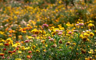 Картинка цветы, природа, пейзаж, лето, яркие, сад, растения