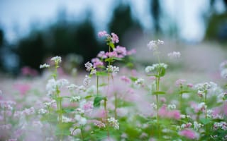 Картинка цветы, природа, пейзаж, лето, красота, зелень, фотография