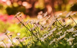 Картинка цветы, природа, дача, лето, пейзаж, зелень, красота