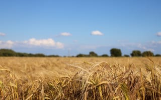 Картинка пейзаж, пшеница, небо, поля, лето, природа, сельское