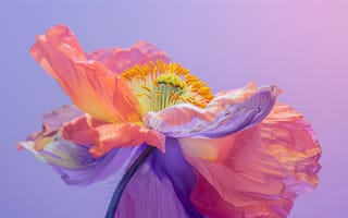 Картинка цветок, поппи, природа, красота, фото, обои, пастельные цвета