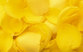 Картинка лепестки, желтый, цветы, природа, фоновое изображение, красота, декор