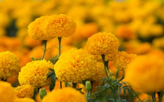 Картинка цветы, маргаритки, желтые, природа, сад, лето, красота