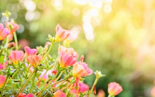 Картинка цветы, природа, лето, солнце, красота, сад, фотография