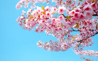 Картинка цветы, вишня, весна, природа, небо, розовый, пейзаж