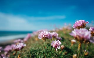 Картинка цветы, природа, пейзаж, небо, лето, море, красота
