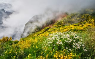 Картинка природа, цветы, горы, туман, пейзаж, зелень, лето