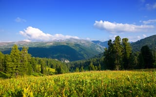 Картинка природа, горы, лес, небо, пейзаж, трава, обои
