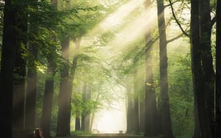 Картинка лес, природа, свет, туман, деревья, пейзаж, путь