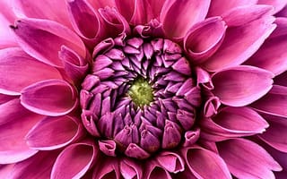 Картинка цветок, розовый, природа, макро, красота, декор, обои