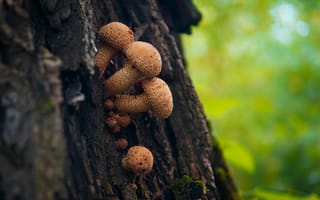 Картинка грибы, природа, лес, дерево, фото, обои, растения